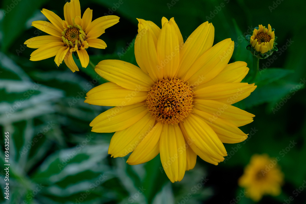 Obraz premium Yellow Burst