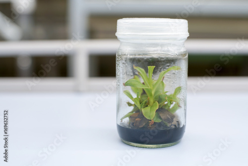 Orchid cell plant tissue culture