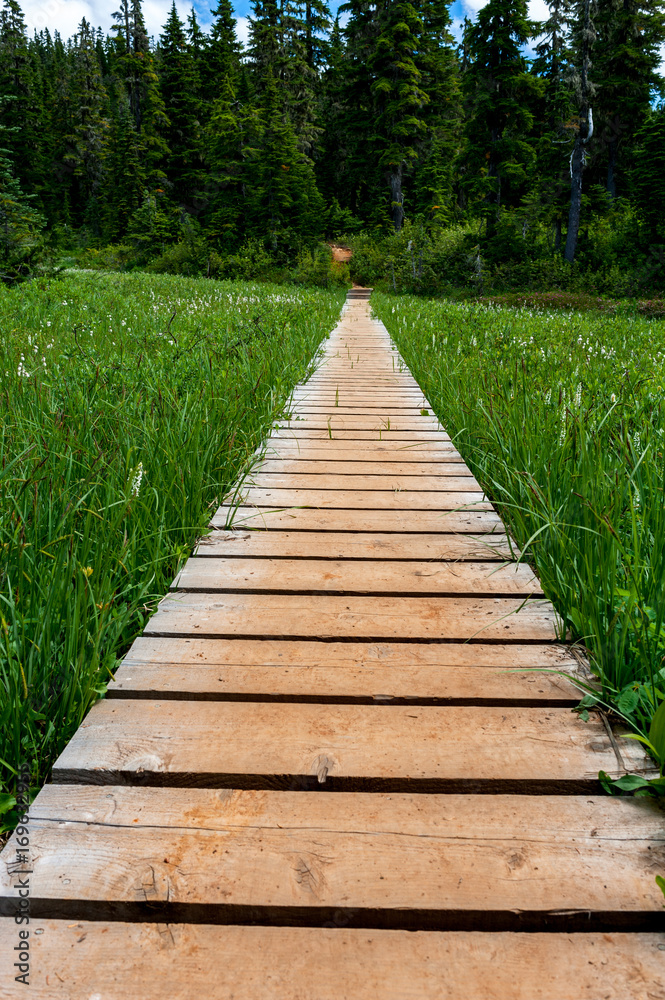 Wooden boardwalk hiking trail in an alpine forest meadow