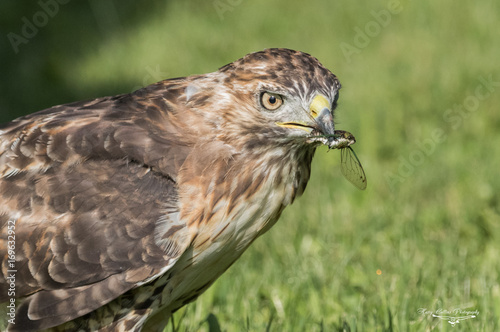 Red Tailed Hawk