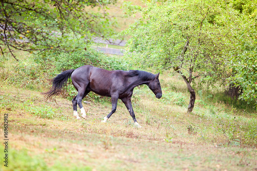 Schwarzes Pferd rennt frei auf einer Wiese