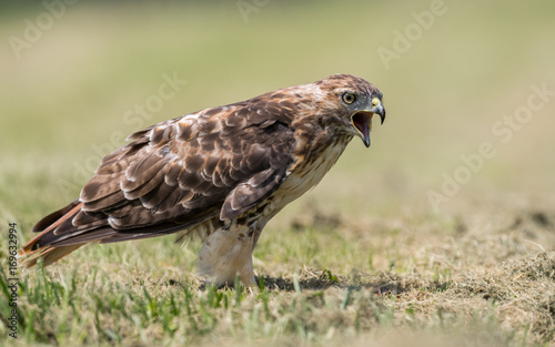 Red Tailed Hawk