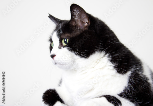 portrait of a black and white cat