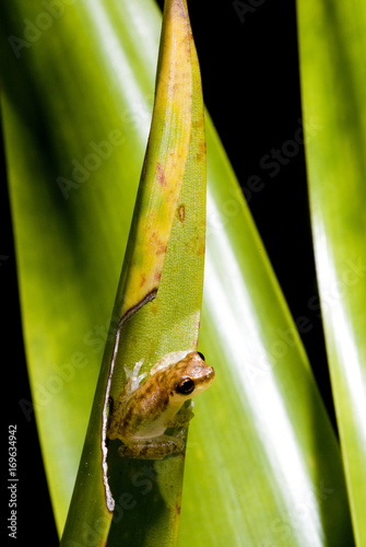 Perereca Dendropsophus (Dendropsophus) | Frog Dendropsophus fotografado em Guarapari, Espírito Santo -  Sudeste do Brasil. Bioma Mata Atlântica. photo