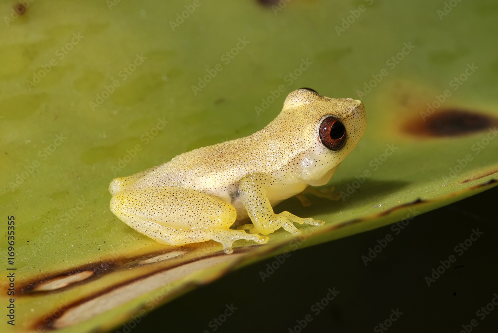 Obraz premium Pererequinha-branneri (Dendropsophus branneri) | Frog fotografado em Guarapari, Espírito Santo - Sudeste do Brasil. Bioma Mata Atlântica.