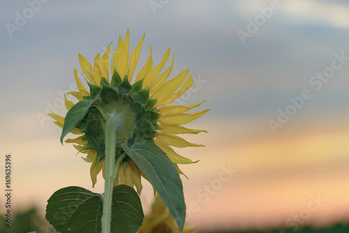 Fototapeta Naklejka Na Ścianę i Meble -  ひまわりの後ろ姿