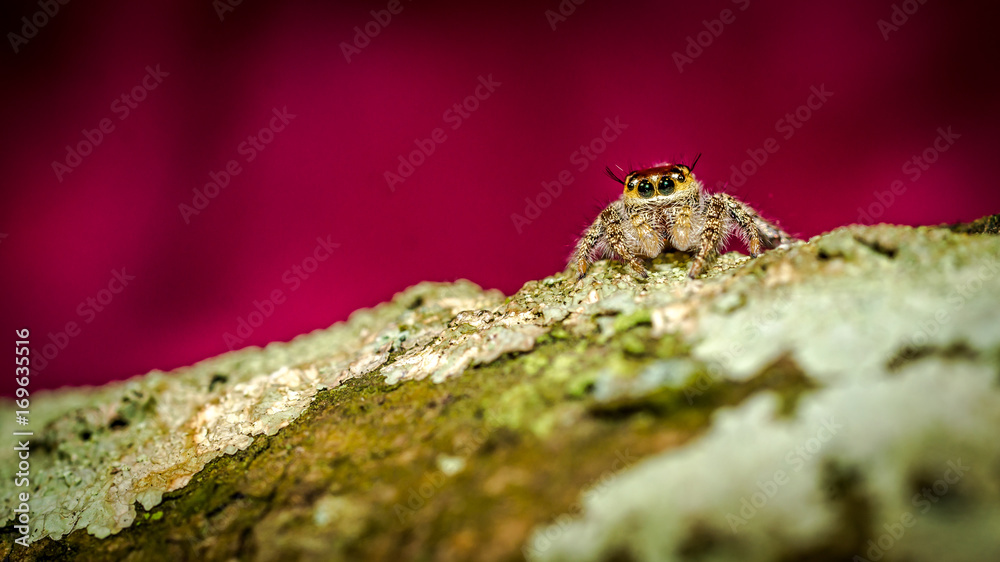 Obraz premium macro shoot of jumping spider crawling on mossy bark of the tree