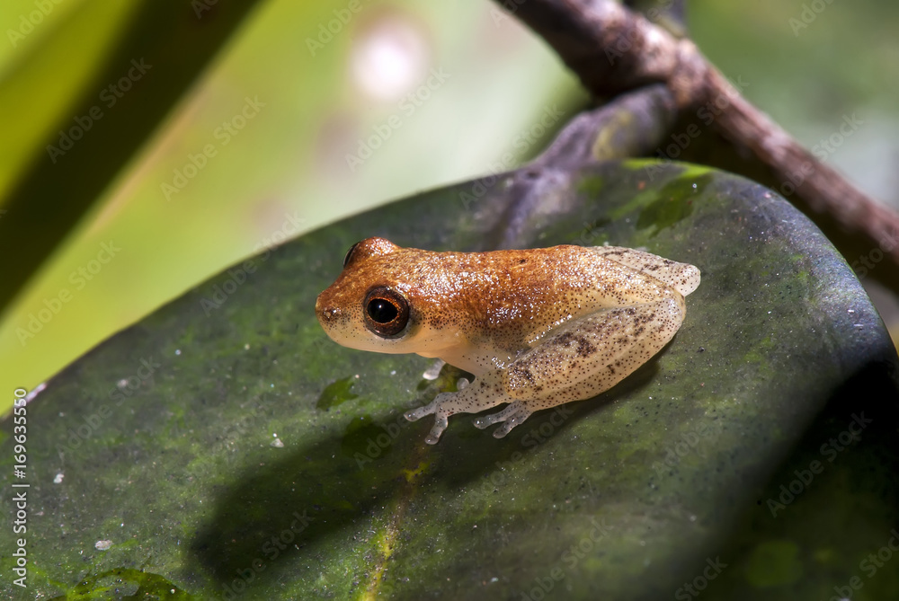 Naklejka premium Perereca Dendropsophus (Dendropsophus) | Frog Dendropsophus fotografado em Guarapari, Espírito Santo - Sudeste do Brasil. Bioma Mata Atlântica.