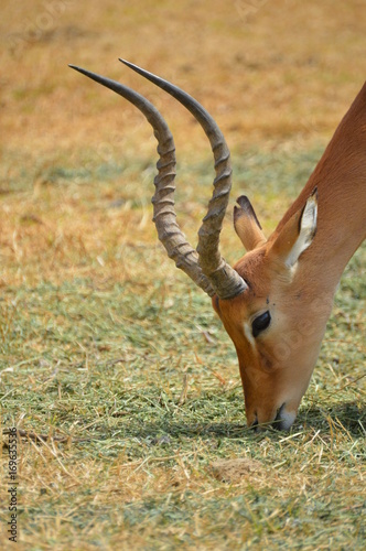 Fototapeta Naklejka Na Ścianę i Meble -  antilope z