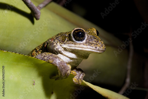 Perereca-cabeçuda (Trachycephalus nigromaculatus) | Black-spotted casque-headed treefrog fotografado em Guarapari, Espírito Santo -  Sudeste do Brasil. Bioma Mata Atlântica. photo