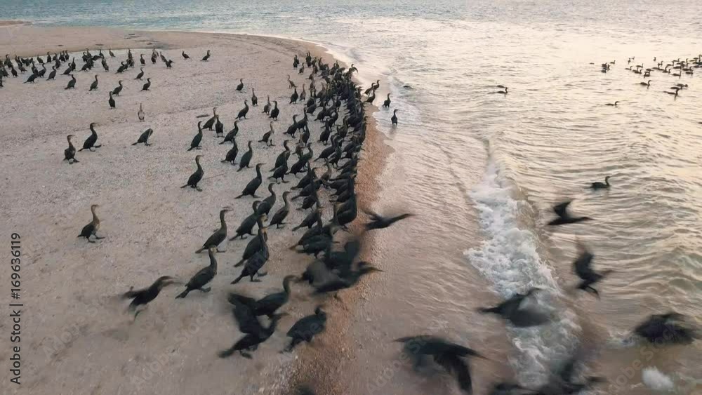 Aerial view. Ducks takeoff. Ducks ashore. Migration of ducks Aerial view. Ducks takeoff. Ducks ashore. Migration of ducks