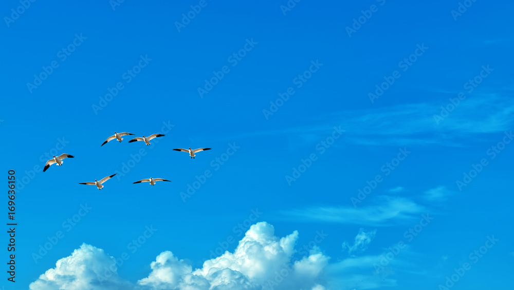 Birds over blue sky background