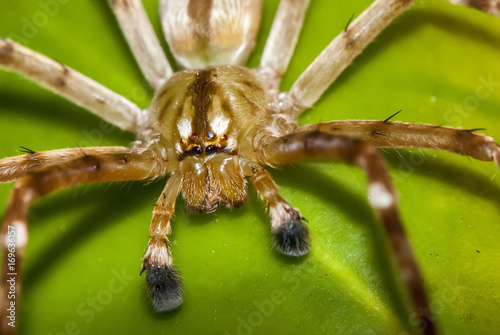 Aranha Sparassidae (Sparassidae) | Spider fotografado em Guarapari, Espírito Santo - Sudeste do Brasil. Bioma Mata Atlântica.