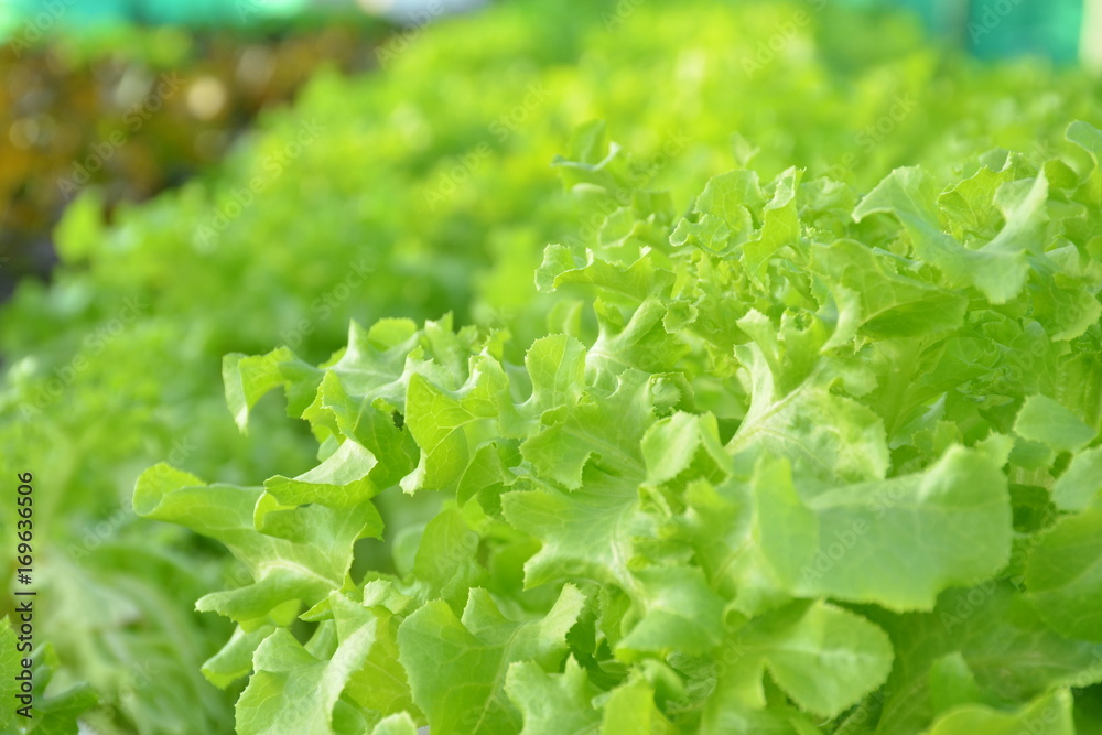 Selective focus of organic hydroponic vegetable farm on deck building,food or agriculture concept.