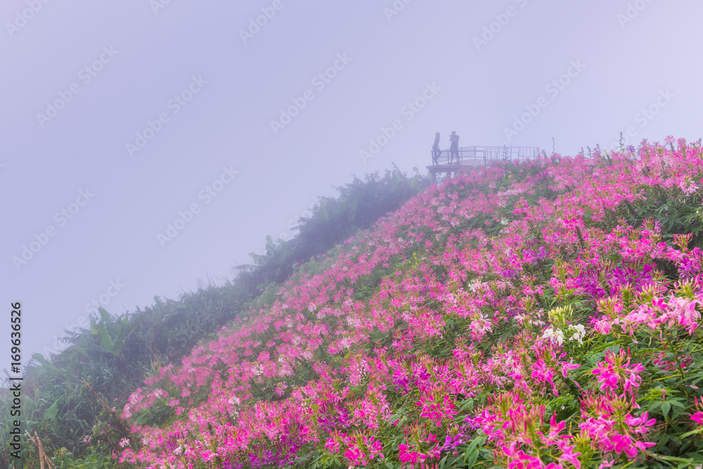 Obraz premium Field of blooming pink Cleome flower or spider flower with drewdrops and fog background
