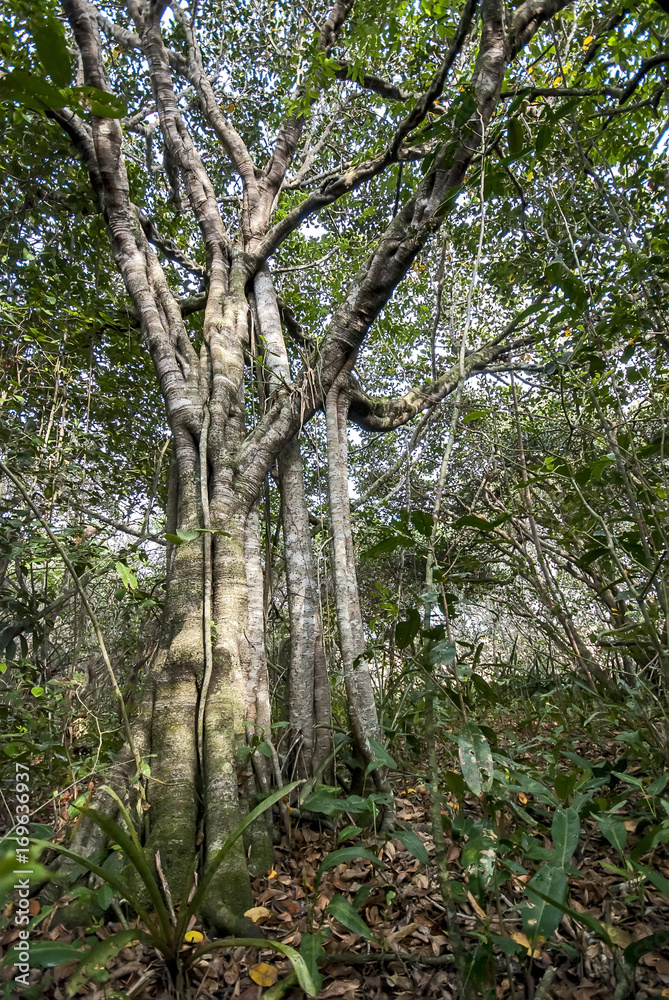 Floresta (paisagem) | Forest Landscape fotografado em Guarapari, Espírito Santo -  Sudeste do Brasil. Bioma Mata Atlântica. 