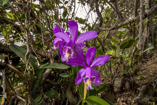 Orquídea Catléia-de-harrison (Cattleya harrisoniana) | Orchid fotografado em Guarapari, Espírito Santo -  Sudeste do Brasil. Bioma Mata Atlântica. 