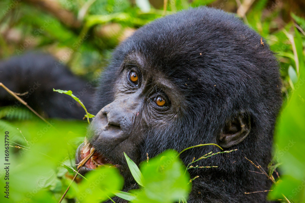 Obraz premium Berggorilla im Regenwald von Uganda