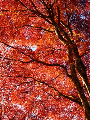 日本の風景、秋、紅葉