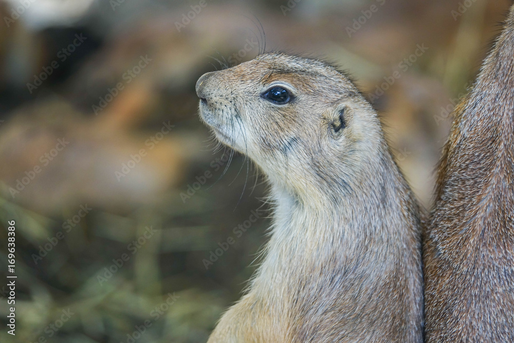 Fototapeta premium prairie dog funny animal