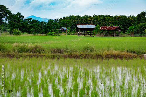 landscape in thai of asian © thechatat
