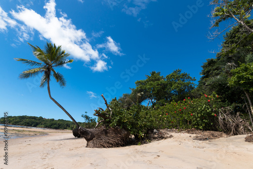 Exotic landscape of tropical island with lone coconut tree