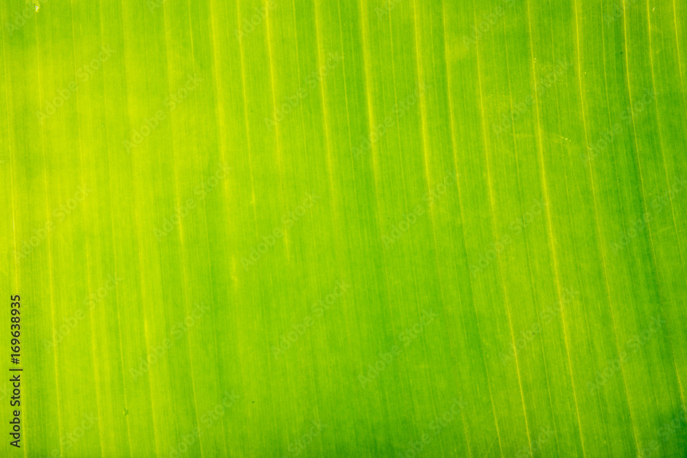 Banana leaves Banana leaves