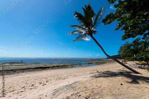 Lone coconut tree on paradise beach