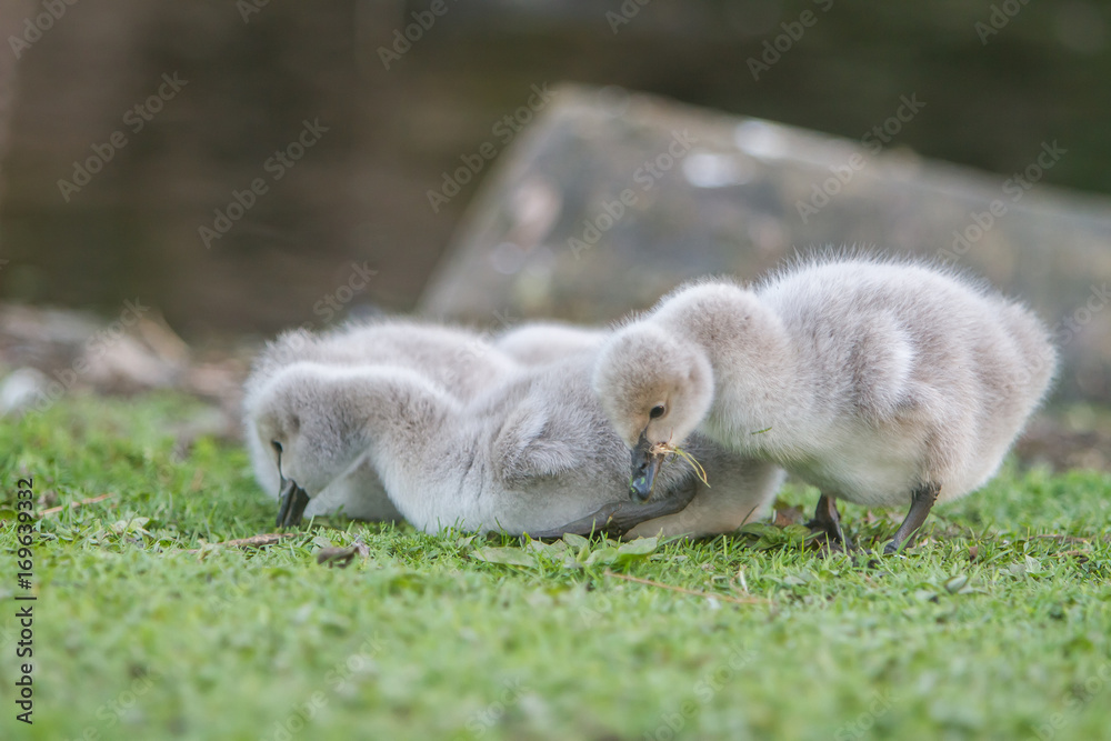 baby bird swan on green grass background baby bird swan on green grass background
