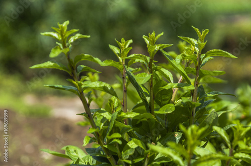 Medlar plant vegetable closeup