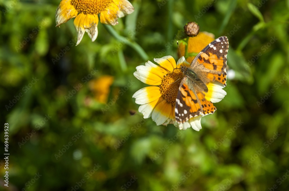Butterfly and flower closeup 