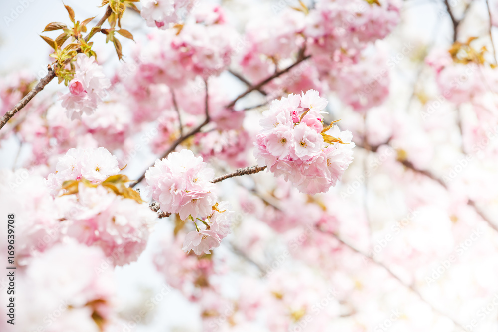 close up of pink cherry blossom-sakura