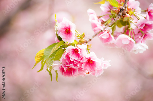 close up of pink cherry blossom-sakura