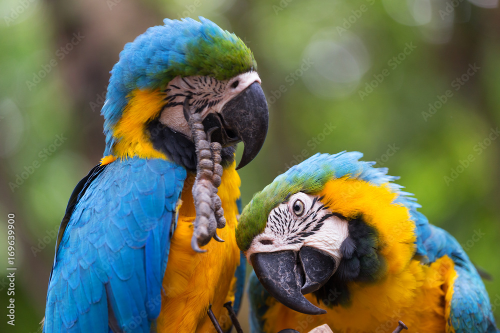 Obraz premium Blue & Gold Macaw concept love