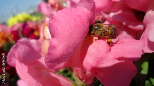 Flowers and Bee