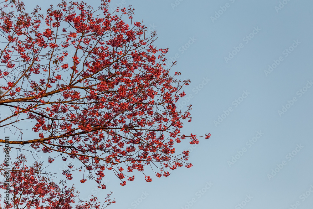 Close-up of beautiful Cherry blossoms in Chiangmai, northern of Thailand Close-up of beautiful Cherry blossoms in Chiangmai, northern of Thailand