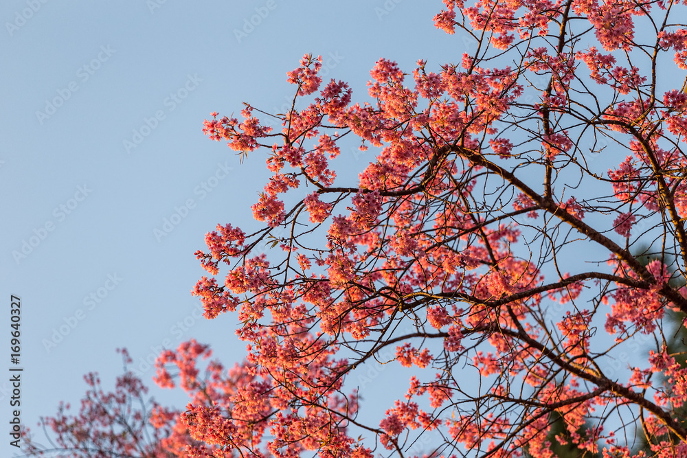 Close-up of beautiful Cherry blossoms in Chiangmai, northern of Thailand Close-up of beautiful Cherry blossoms in Chiangmai, northern of Thailand