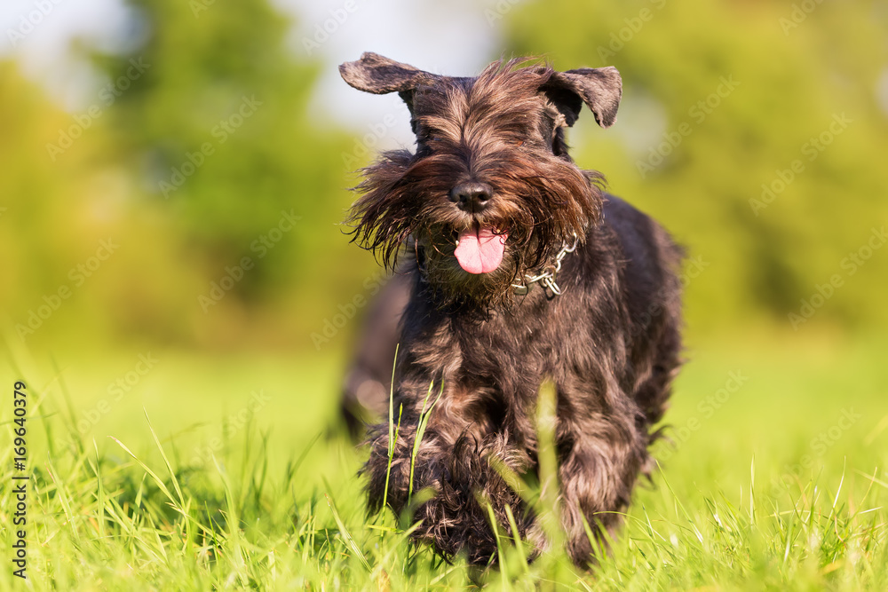 standard schnauzer runs on the meadow