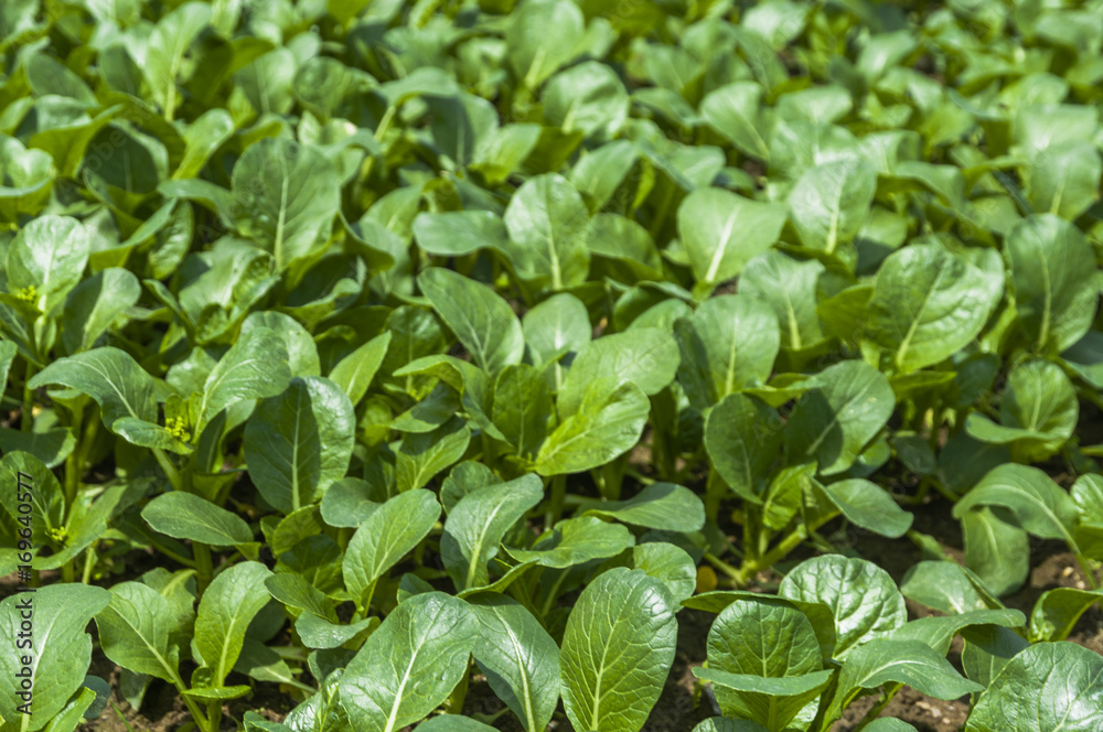 Chinese cabbage vegetable closeup Chinese cabbage vegetable closeup