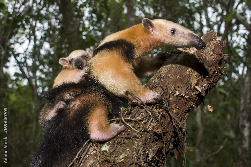 Tamanduá-mirim (Tamandua tetradactyla) | Southern tamandua fotografado ...