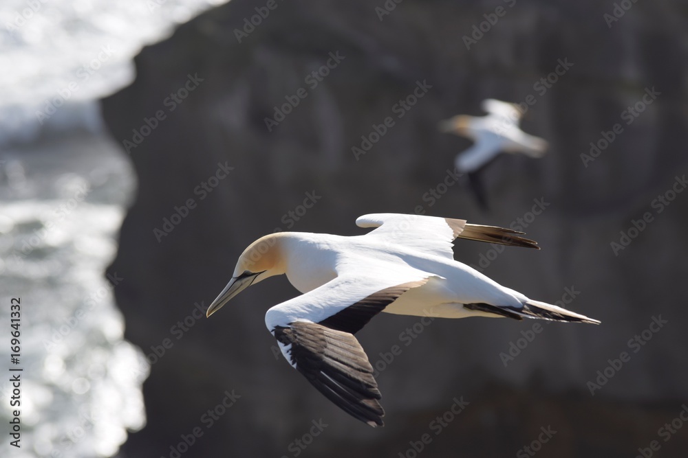 Fototapeta premium Gannets colony, Muriwai, New Zealand