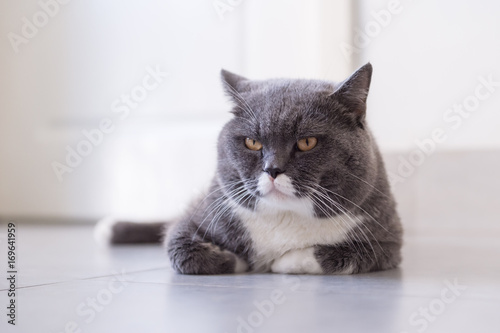 Gray British shorthair cats, indoors