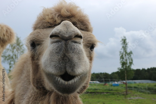 Canvas Print Face of the smiling camel in the zoo close up