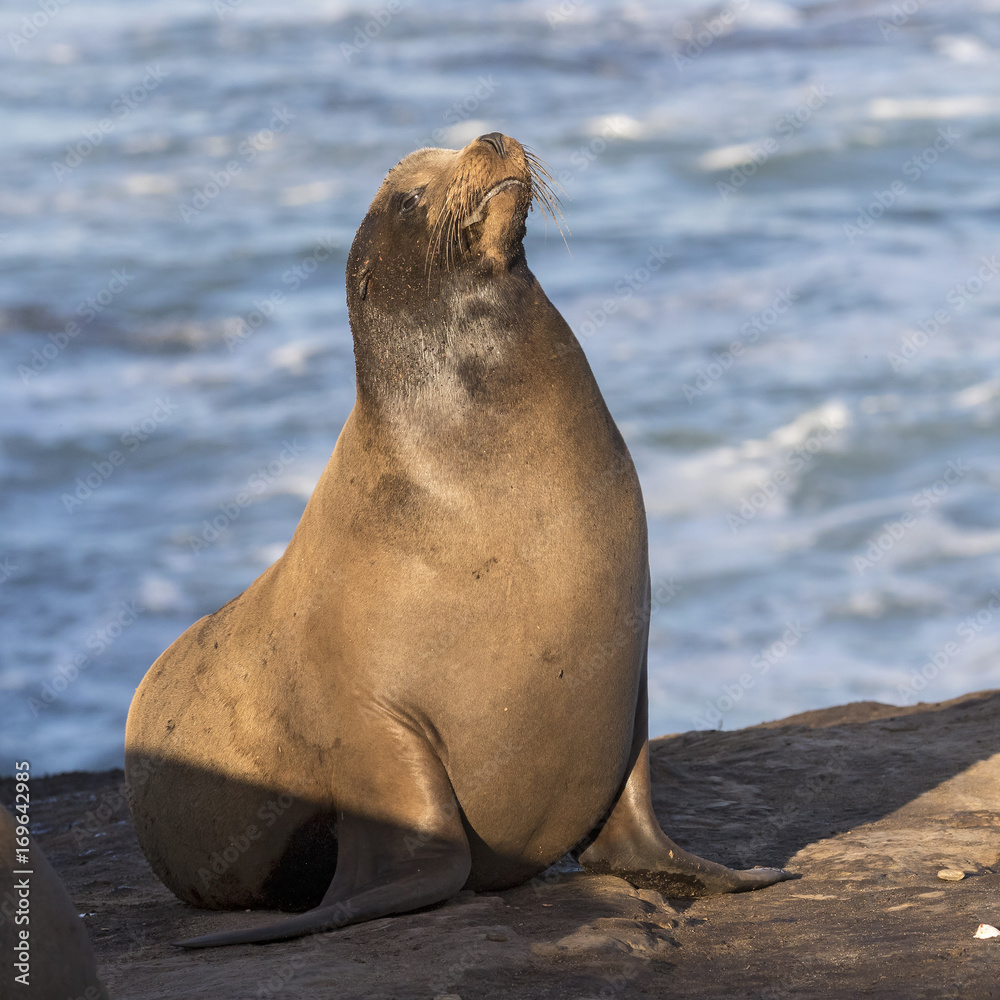 Naklejka premium A male California Sea Lion basking in the sun - San Diego, California
