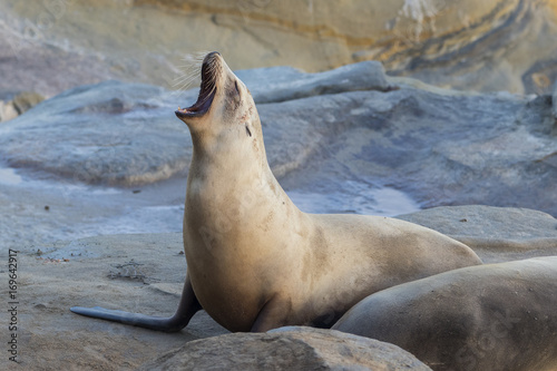 Male California Sea Lion calling - San Diego, California