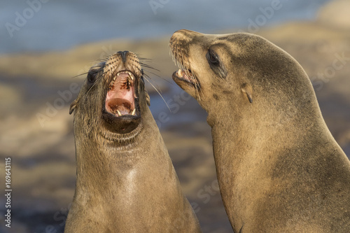 Male California Sea Lions battling over territory - San Diego, California