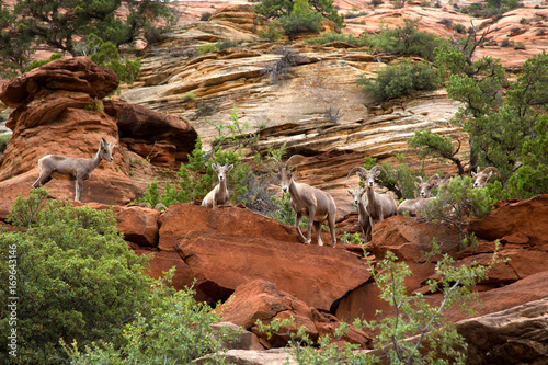 Desert bighorn in the moutain of Zion National Park