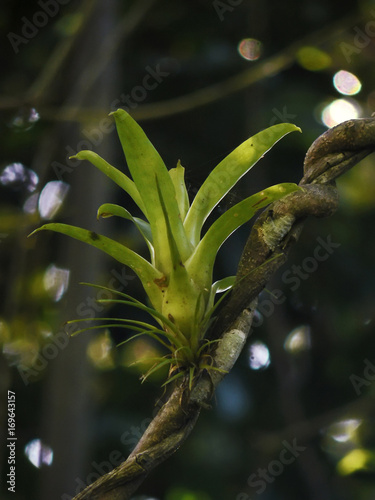 Bromélia (flora) | Bromeliad  fotografado em Guarapari, Espírito Santo -  Sudeste do Brasil. Bioma Mata Atlântica. photo