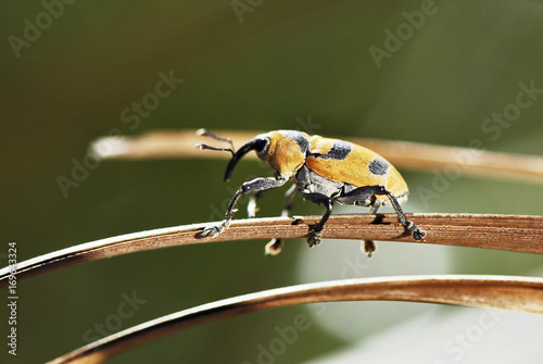 Besouro Gorgulho-amarelo (Cholus flavofasciatus) | Yellow weevil beetle  fotografado em Guarapari, Espírito Santo -  Sudeste do Brasil. Bioma Mata Atlântica. photo