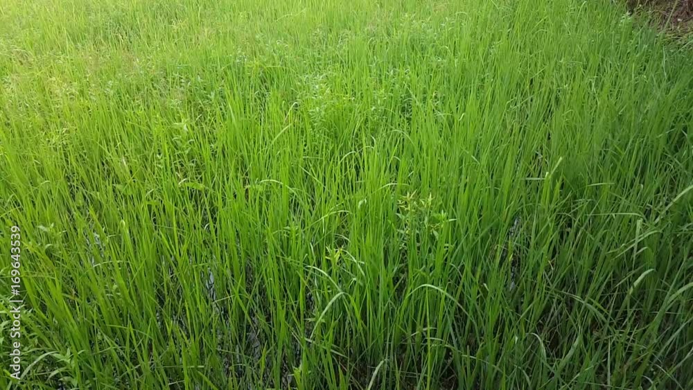 Rice in the rainy season is falling. Rice in the rainy season is falling.